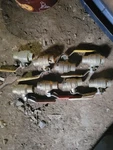 Lot Of 8- 3/4" Sweat Ball Valves Good For Cheap. Fixed Price $55.00.
